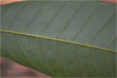 Uvaria hamiltonii